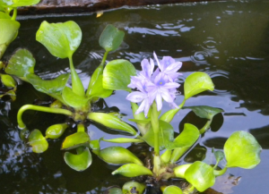 water hyacinths