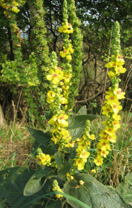 blog mullein