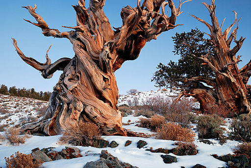 Gnarly_Bristlecone_Pine